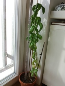 Energetisierte Basilikumpflanze, nach ca. 6 Monaten beeindruckend gewachsen, erreicht nun eine Höhe von ca. 75 cm. Höhe.