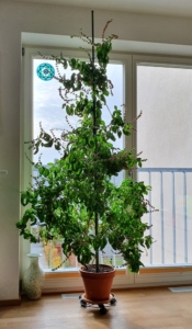 Nach ca. 3 Jahren - Beeindruckendes Wachstum! Die Basilikumpflanze erreicht eine stattliche Höhe von ca. 2 Metern.