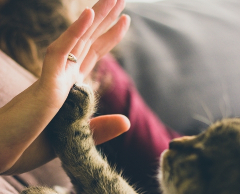 Mensch und Katze in inniger Berührung, Ausdruck von Verbundenheit und Zuneigung